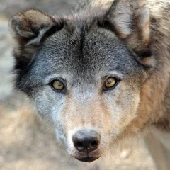 Papier Peint photo Lavable Loup Grey wolf portrait