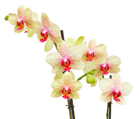 fresh yellow and red orchid   branch © neirfy