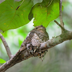 Blyth's Frogmouth