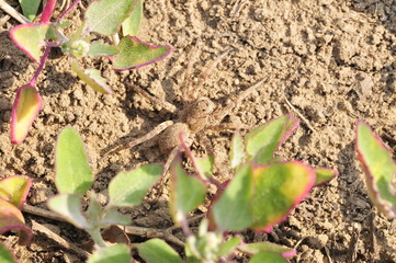 The spider