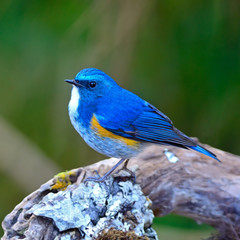 Himalayan Bluetail