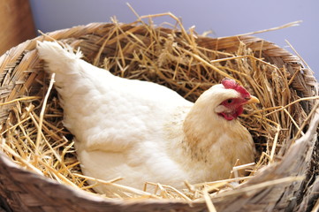 The hen in is no place like home