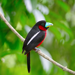 Black-and-Red broadbil