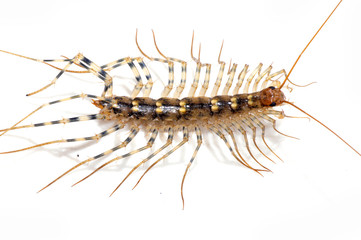 The centipede on white background