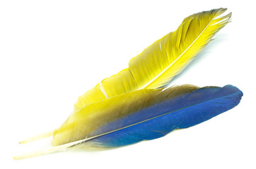 Blue and Gold Macaw feather