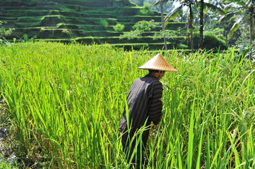 Organic farmer working and harvesting rice in the paddy field