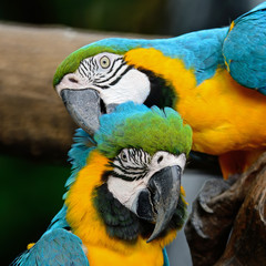 Blue and Gold Macaw