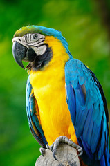 Blue and Gold Macaw
