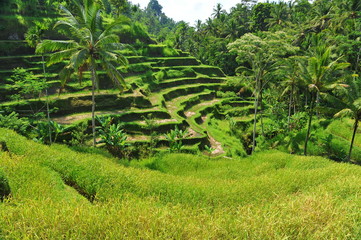 Fototapeta na wymiar Terrace rice fields in the morning, Ubud, Bali, Indonesia