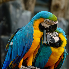Blue and Gold Macaw