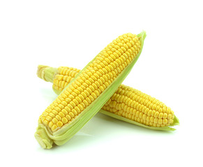 Kukurydza na białym tle - 54802149