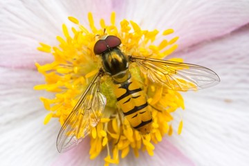 Hoverfly close up on a pink anemone