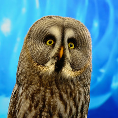 Great Grey Owl