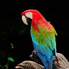 Greenwinged Macaw