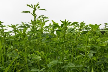 Lucerne plant in a production field
