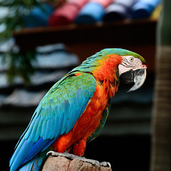 Harlequin Macaw