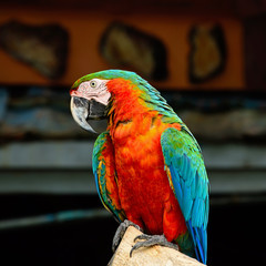 Harlequin Macaw
