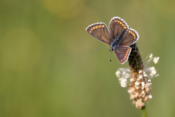 Brown Argus Butterfly  on a flower with a blurred background