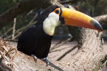 Beautiful  orange and black toucan bird on a tree in zoo
