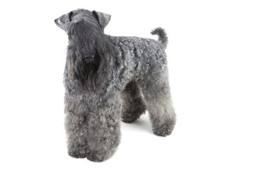 Kerry blue terrier