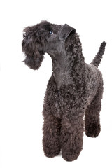 Kerry blue terrier