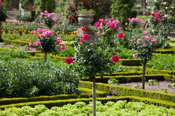 Gardens and Chateau de Villandry  in  Loire Valley in France