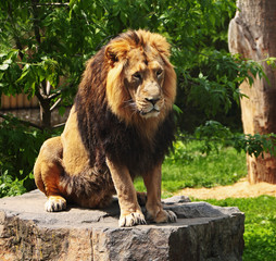 The prisoner lion