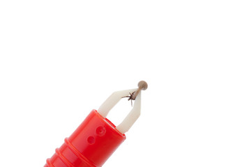 zeckenzange © juefraphoto