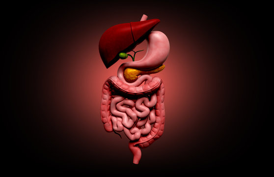 human digestive system