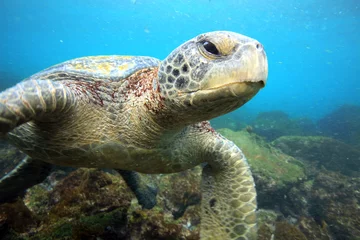 Foto auf Acrylglas Schildkröte Meeresschildkröte, die sich unter Wasser in der tropischen Ozeanlagune entspannt