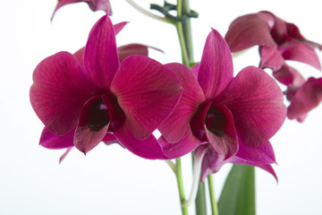 Purple dendrobium orchid
