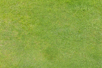 Fototapeta na wymiar Background of green grass that grows irregularly