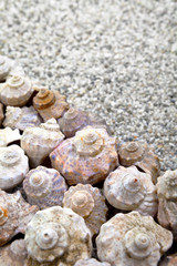 Shells
