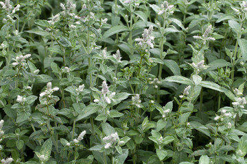 fresh mint in garden