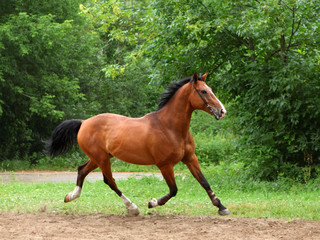 Beautiful sorrel horse walks in corral