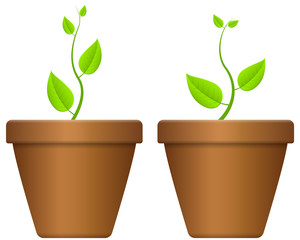 flowerpot and plant