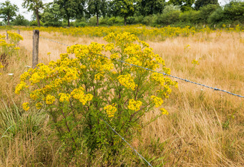 Naklejka premium Yellow flowering Ragwort and barbed wire