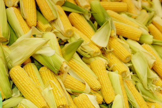Corn cobs between green leaves