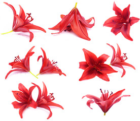 red lilies series