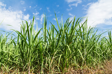 Obraz premium Sugarcane and blue sky background