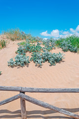 palisade and dune