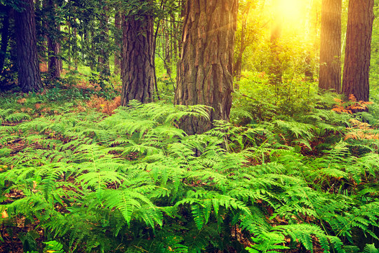 Fototapeta Forest landscape