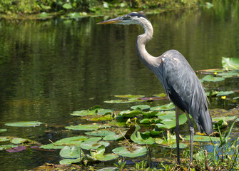 Great Blue Heron (Ardea herodias) Standing at Waters Edge
