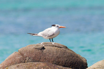 Royal Tern (Thalasseus maximus maximus)