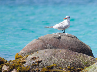 Royal Tern (Thalasseus maximus maximus)