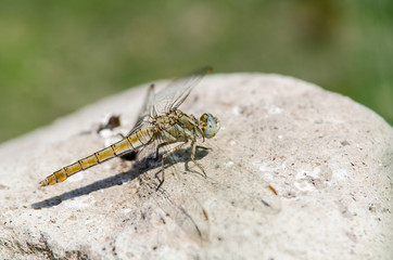 dragonfly