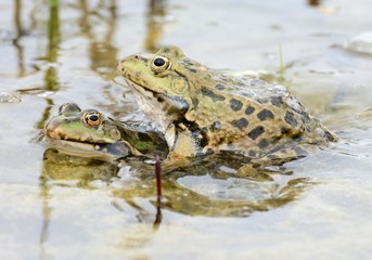 Mating Frogs
