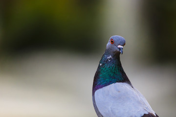 Alert pigeon