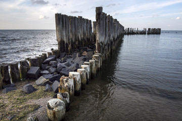 Fototapeta premium Old wooden stakes in the Baltic sea