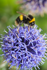 Naklejka premium Bee on Allium